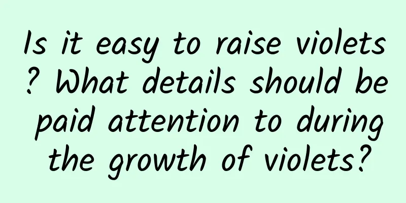 Is it easy to raise violets? What details should be paid attention to during the growth of violets?