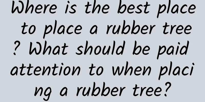 Where is the best place to place a rubber tree? What should be paid attention to when placing a rubber tree?