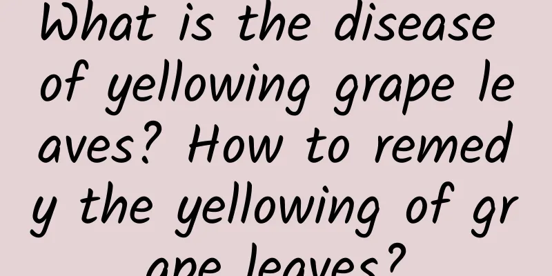 What is the disease of yellowing grape leaves? How to remedy the yellowing of grape leaves?