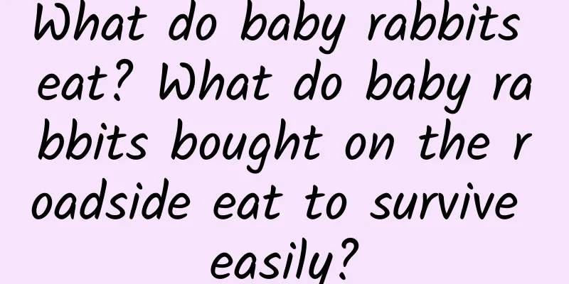 What do baby rabbits eat? What do baby rabbits bought on the roadside eat to survive easily?