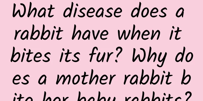 What disease does a rabbit have when it bites its fur? Why does a mother rabbit bite her baby rabbits?