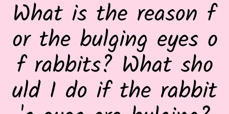 What is the reason for the bulging eyes of rabbits? What should I do if the rabbit's eyes are bulging?