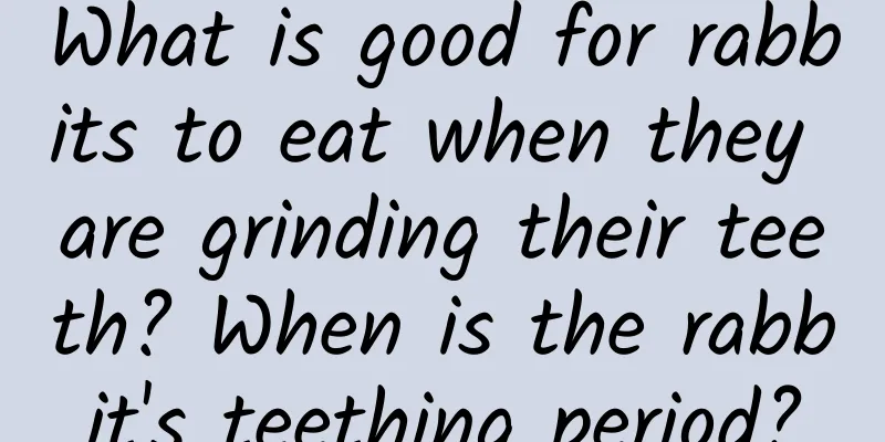 What is good for rabbits to eat when they are grinding their teeth? When is the rabbit's teething period?
