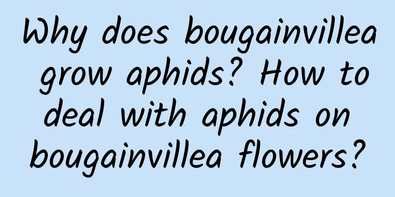 Why does bougainvillea grow aphids? How to deal with aphids on bougainvillea flowers?