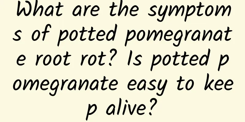 What are the symptoms of potted pomegranate root rot? Is potted pomegranate easy to keep alive?