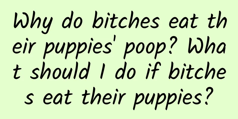 Why do bitches eat their puppies' poop? What should I do if bitches eat their puppies?