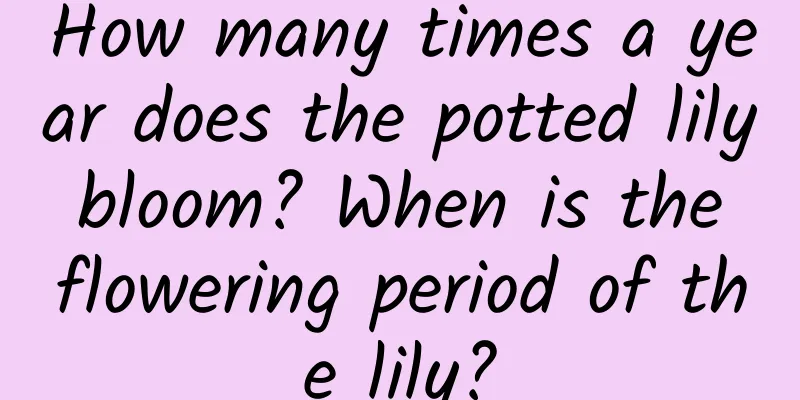 How many times a year does the potted lily bloom? When is the flowering period of the lily?