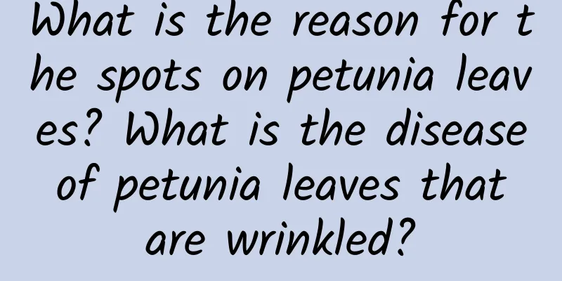 What is the reason for the spots on petunia leaves? What is the disease of petunia leaves that are wrinkled?