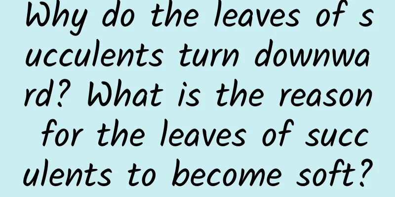 Why do the leaves of succulents turn downward? What is the reason for the leaves of succulents to become soft?