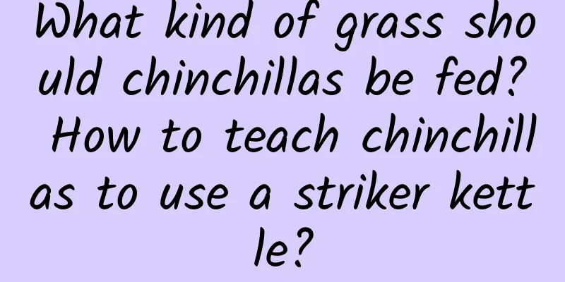 What kind of grass should chinchillas be fed? How to teach chinchillas to use a striker kettle?