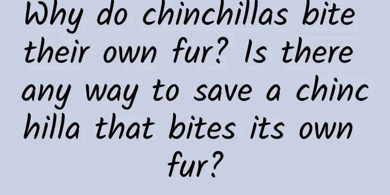 Why do chinchillas bite their own fur? Is there any way to save a chinchilla that bites its own fur?