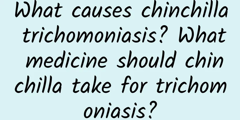 What causes chinchilla trichomoniasis? What medicine should chinchilla take for trichomoniasis?