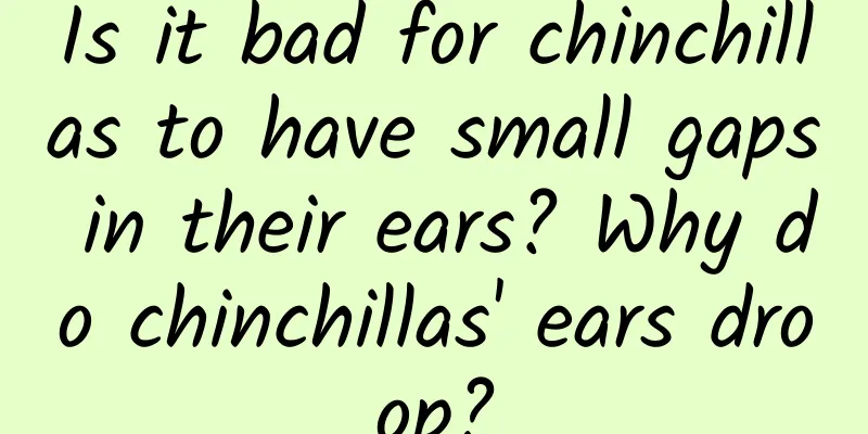 Is it bad for chinchillas to have small gaps in their ears? Why do chinchillas' ears droop?