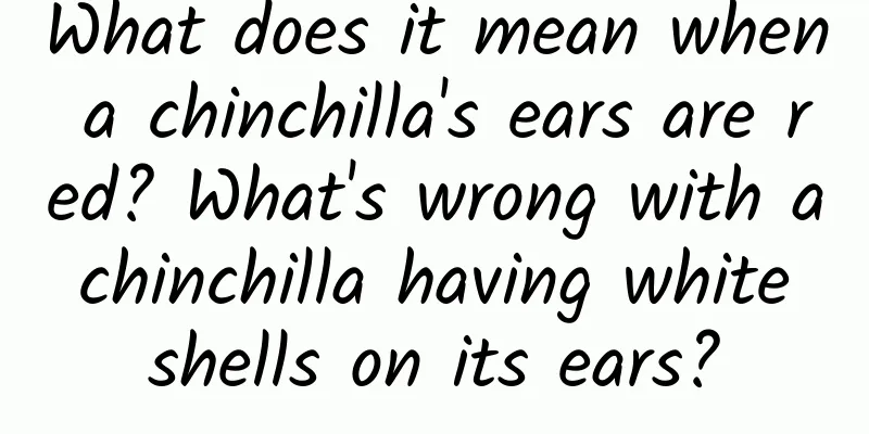 What does it mean when a chinchilla's ears are red? What's wrong with a chinchilla having white shells on its ears?