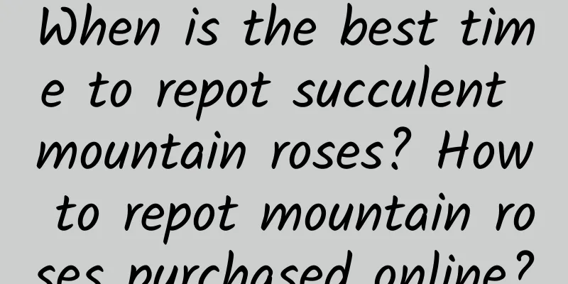 When is the best time to repot succulent mountain roses? How to repot mountain roses purchased online?