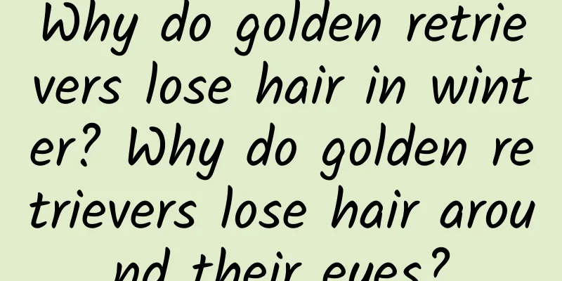 Why do golden retrievers lose hair in winter? Why do golden retrievers lose hair around their eyes?