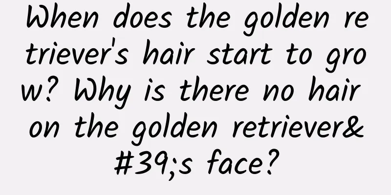 When does the golden retriever's hair start to grow? Why is there no hair on the golden retriever's face?