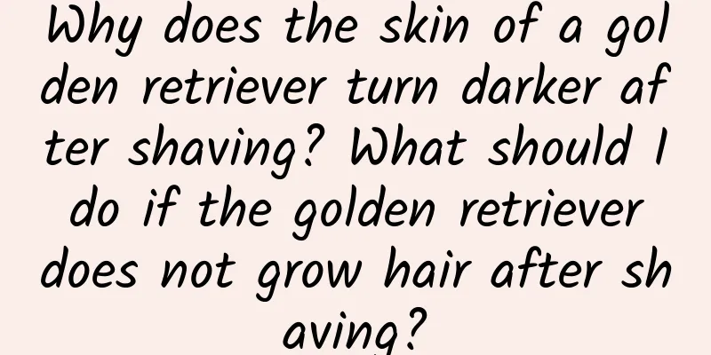 Why does the skin of a golden retriever turn darker after shaving? What should I do if the golden retriever does not grow hair after shaving?