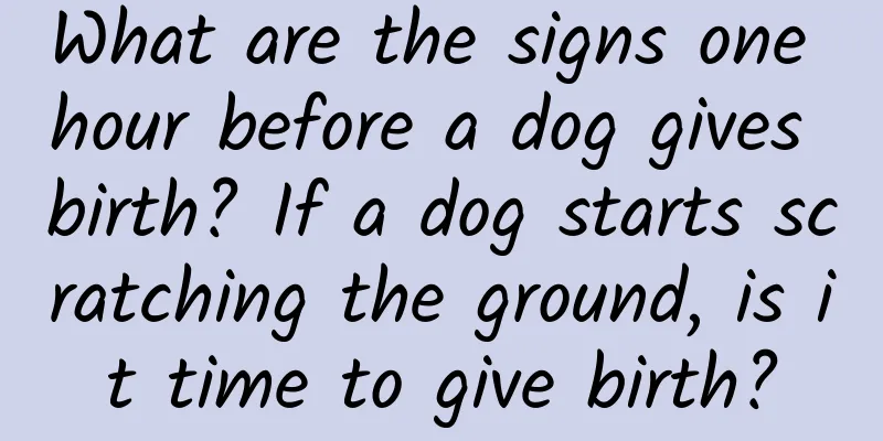 What are the signs one hour before a dog gives birth? If a dog starts scratching the ground, is it time to give birth?