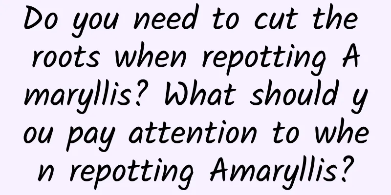 Do you need to cut the roots when repotting Amaryllis? What should you pay attention to when repotting Amaryllis?