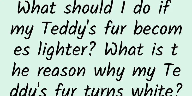 What should I do if my Teddy's fur becomes lighter? What is the reason why my Teddy's fur turns white?