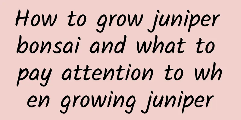 How to grow juniper bonsai and what to pay attention to when growing juniper