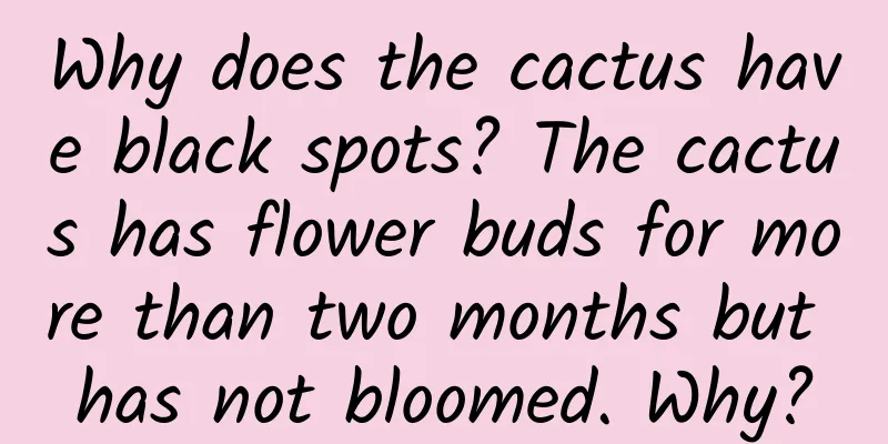 Why does the cactus have black spots? The cactus has flower buds for more than two months but has not bloomed. Why?
