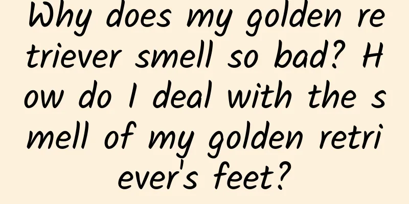 Why does my golden retriever smell so bad? How do I deal with the smell of my golden retriever's feet?