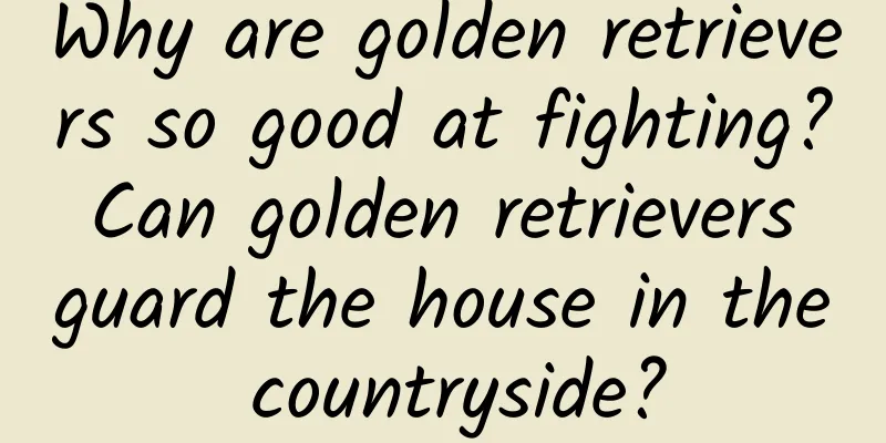 Why are golden retrievers so good at fighting? Can golden retrievers guard the house in the countryside?
