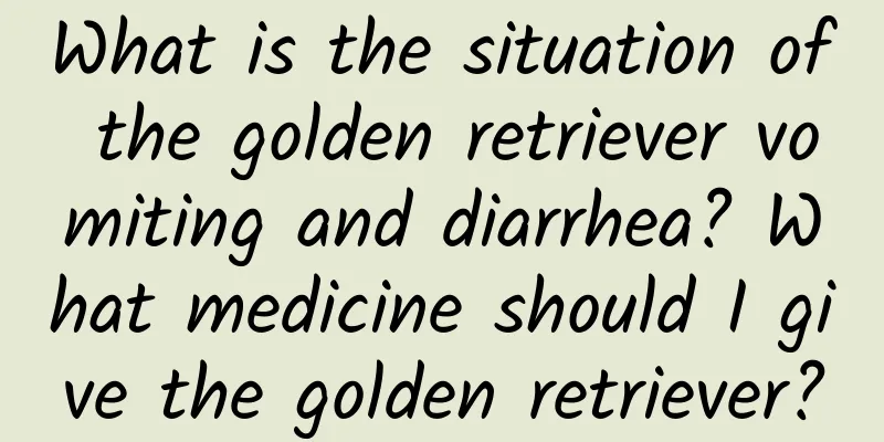 What is the situation of the golden retriever vomiting and diarrhea? What medicine should I give the golden retriever?