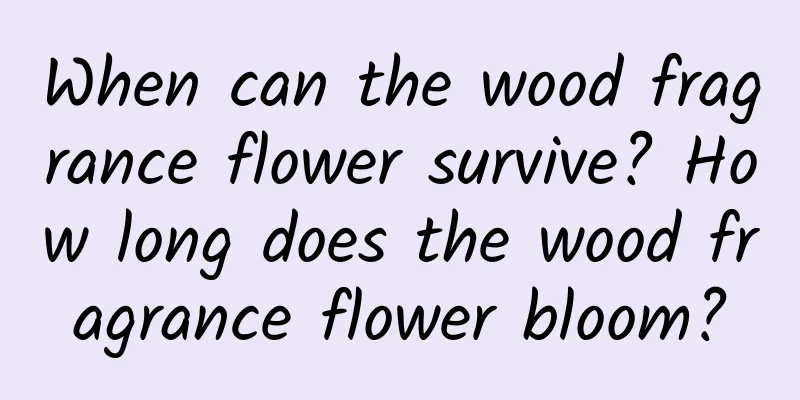 When can the wood fragrance flower survive? How long does the wood fragrance flower bloom?
