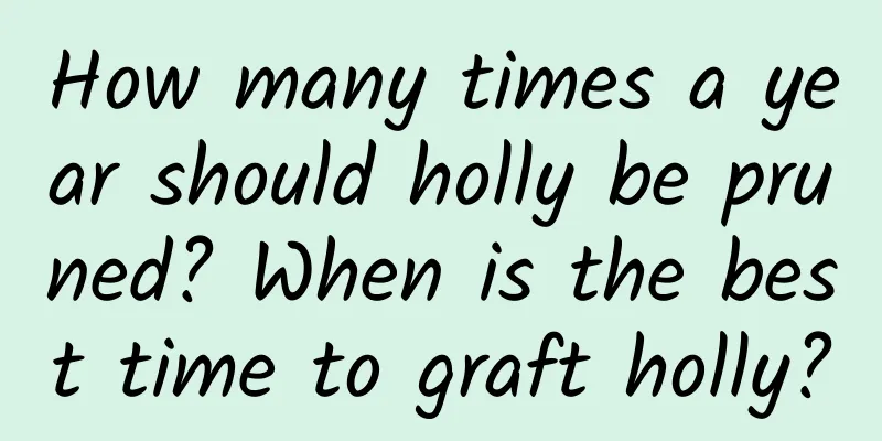 How many times a year should holly be pruned? When is the best time to graft holly?