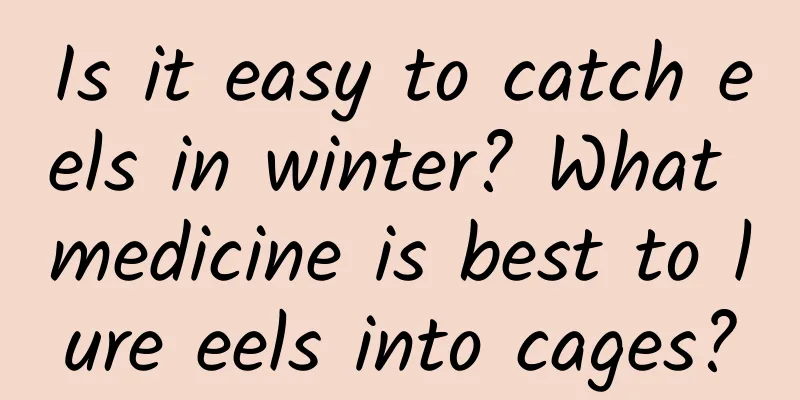 Is it easy to catch eels in winter? What medicine is best to lure eels into cages?