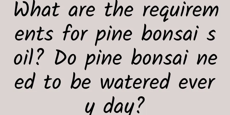 What are the requirements for pine bonsai soil? Do pine bonsai need to be watered every day?