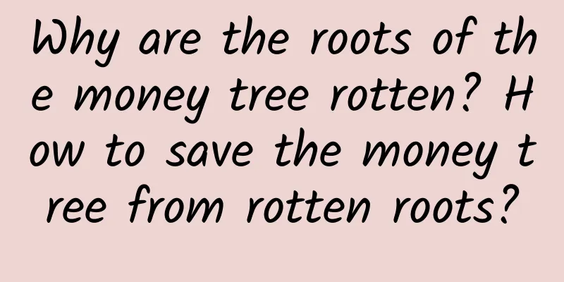 Why are the roots of the money tree rotten? How to save the money tree from rotten roots?