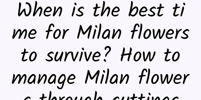 When is the best time for Milan flowers to survive? How to manage Milan flowers through cuttings