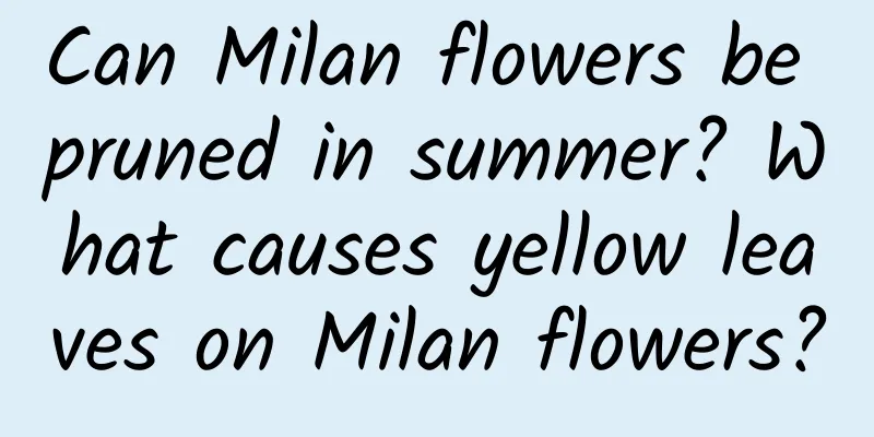 Can Milan flowers be pruned in summer? What causes yellow leaves on Milan flowers?