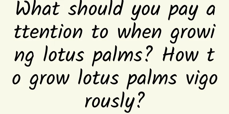 What should you pay attention to when growing lotus palms? How to grow lotus palms vigorously?