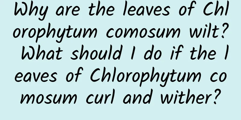 Why are the leaves of Chlorophytum comosum wilt? What should I do if the leaves of Chlorophytum comosum curl and wither?