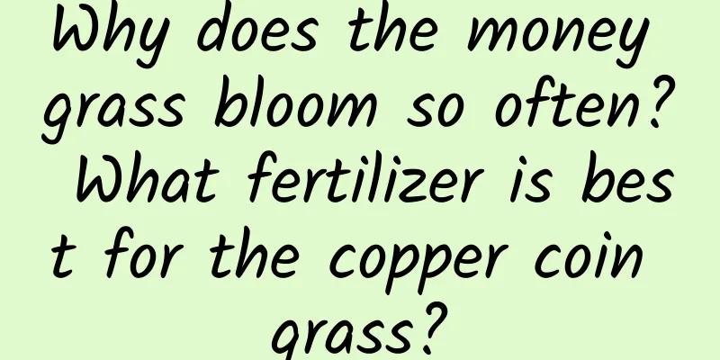 Why does the money grass bloom so often? What fertilizer is best for the copper coin grass?
