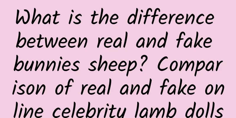 What is the difference between real and fake bunnies sheep? Comparison of real and fake online celebrity lamb dolls