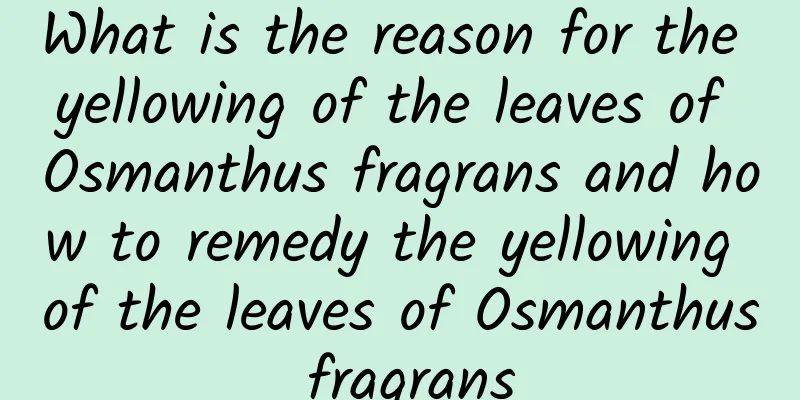 What is the reason for the yellowing of the leaves of Osmanthus fragrans and how to remedy the yellowing of the leaves of Osmanthus fragrans