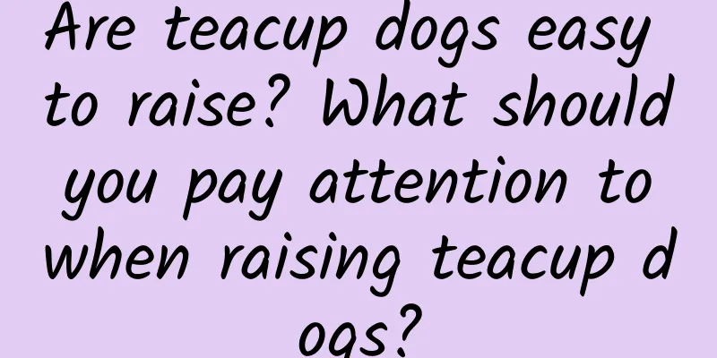 Are teacup dogs easy to raise? What should you pay attention to when raising teacup dogs?