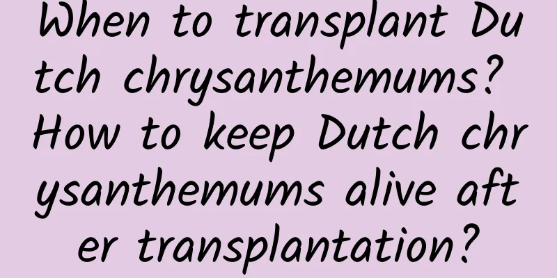 When to transplant Dutch chrysanthemums? How to keep Dutch chrysanthemums alive after transplantation?
