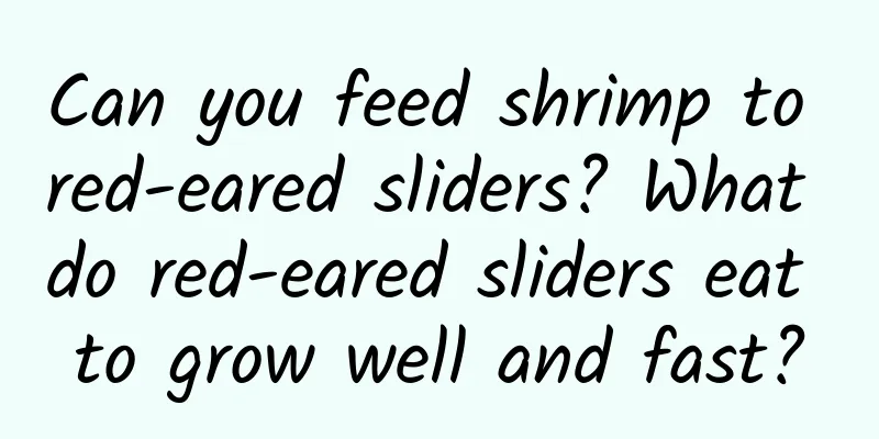 Can you feed shrimp to red-eared sliders? What do red-eared sliders eat to grow well and fast?