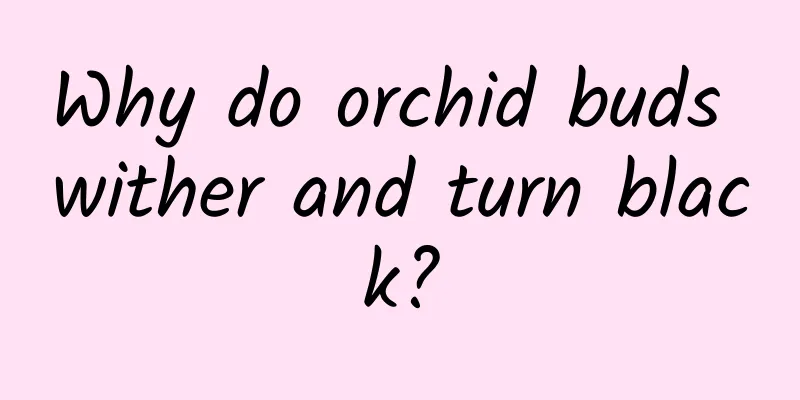 Why do orchid buds wither and turn black?