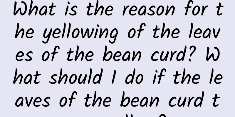 What is the reason for the yellowing of the leaves of the bean curd? What should I do if the leaves of the bean curd turn yellow?