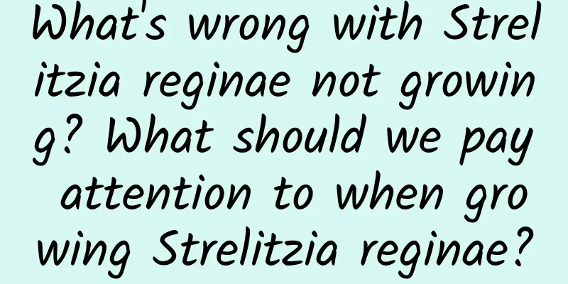 What's wrong with Strelitzia reginae not growing? What should we pay attention to when growing Strelitzia reginae?