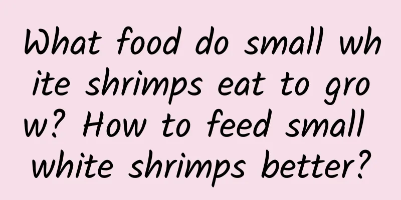 What food do small white shrimps eat to grow? How to feed small white shrimps better?