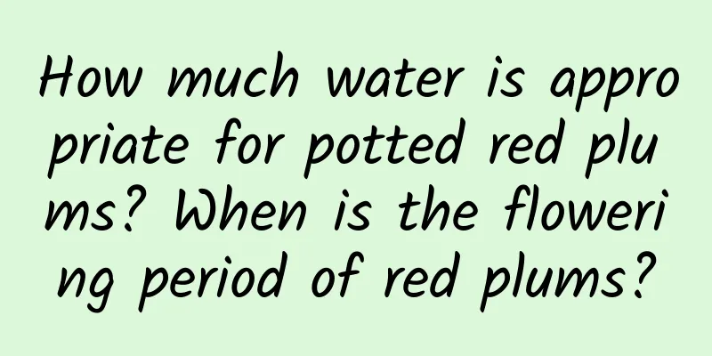 How much water is appropriate for potted red plums? When is the flowering period of red plums?